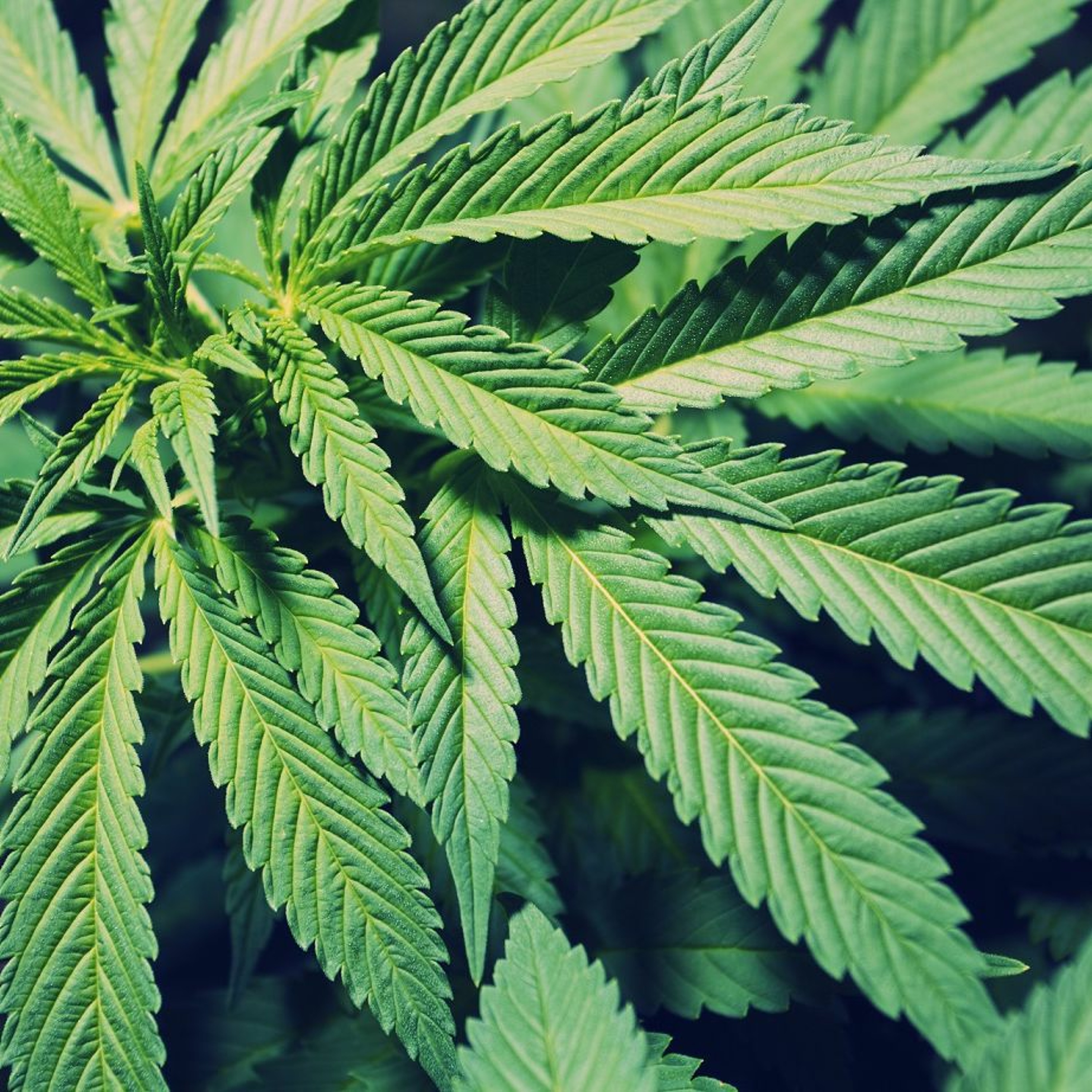Everything You Need To Know About The Legalization - Anti - Drug - Alliance episode artwork