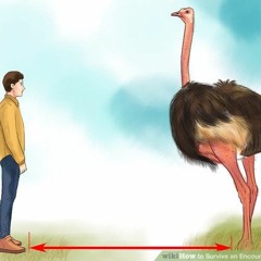 OSTRICH
