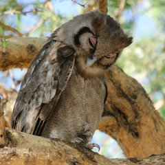 Verreaux's (Giant) Eagle-Owl, Ruaha National Park, Tanzania (2011-09-02-C2-1031c)