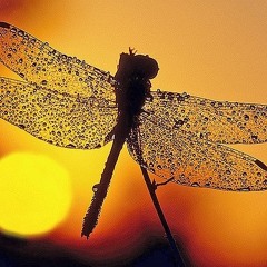 Blatantly Balearic 4