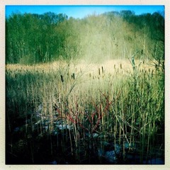 The Lady Of Shalott County