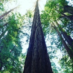 Big Trees
