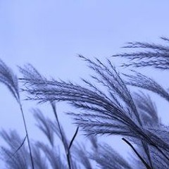 Cold Wind Blows (demo)