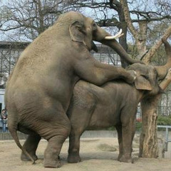 Funky mammals  (Danky edit) Free Download