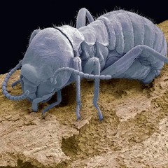 Boundless Termite Labyrinth