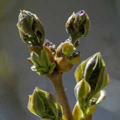 Spring Time