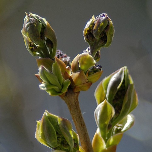 Spring Time