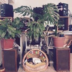 Funkta - Un perro, un gato y un plato