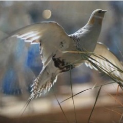 First Flight (Overture)