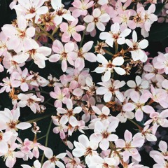 spring//amore
