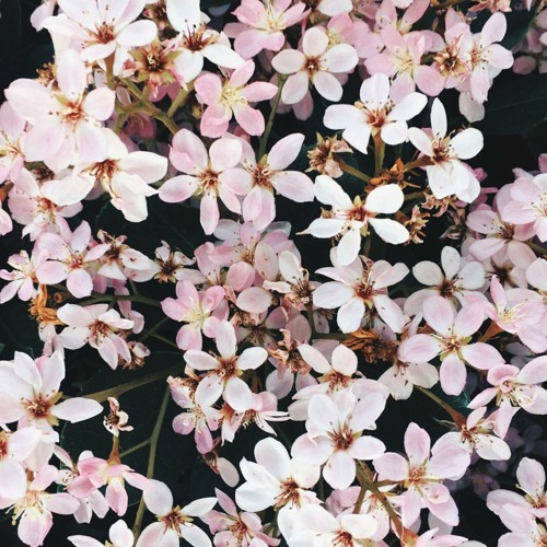 spring//amore