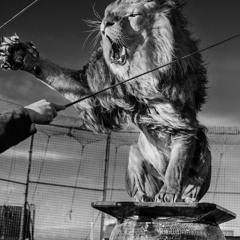 Lion Taming For Safari Hunters (Fm 100Bpm)