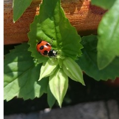 never ending song!(demo)/polograce