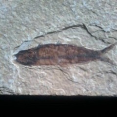 Drumma x Theunderface x DuKeN$teIN - ItsLitFam