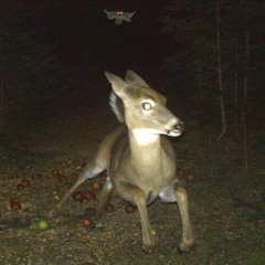 Doe Deer (Crystal Castles cover)