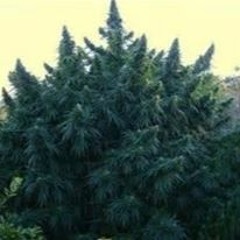 Colas On The Top ywb matt fee fee style