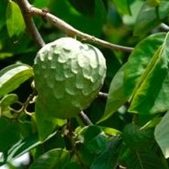 La acústica de la chirimoya, for Flute, Bas Clarinet, Horn, Violoncelle, Piano, Percussion