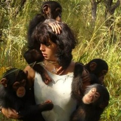 Traumatised chimpanzees rescued in Guinea sanctuary