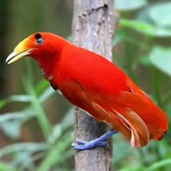 Beautiful Exotic Birds with Relaxing Music and Bird Sounds