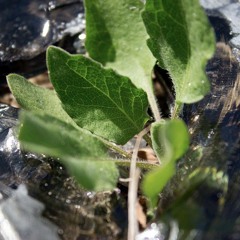 A Heart (Only This Man Can Love)