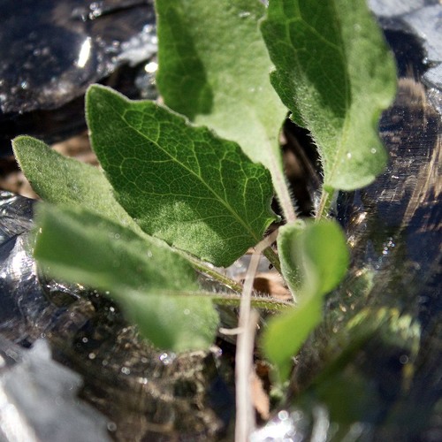 A Heart (Only This Man Can Love)