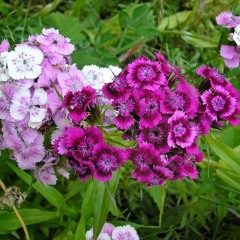Dianthus, original composition by Tom Levine