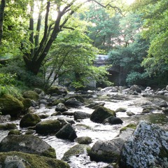 Wild Flower (Instrumental)