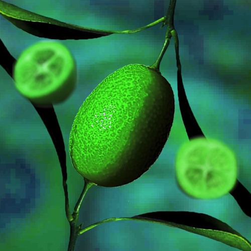 Kumquat