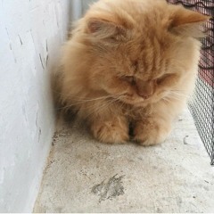 One last cry (cover)