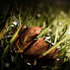 When The Last Leaf Hits The Ground