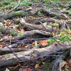 Root