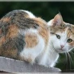 Here Kitty, Kitty