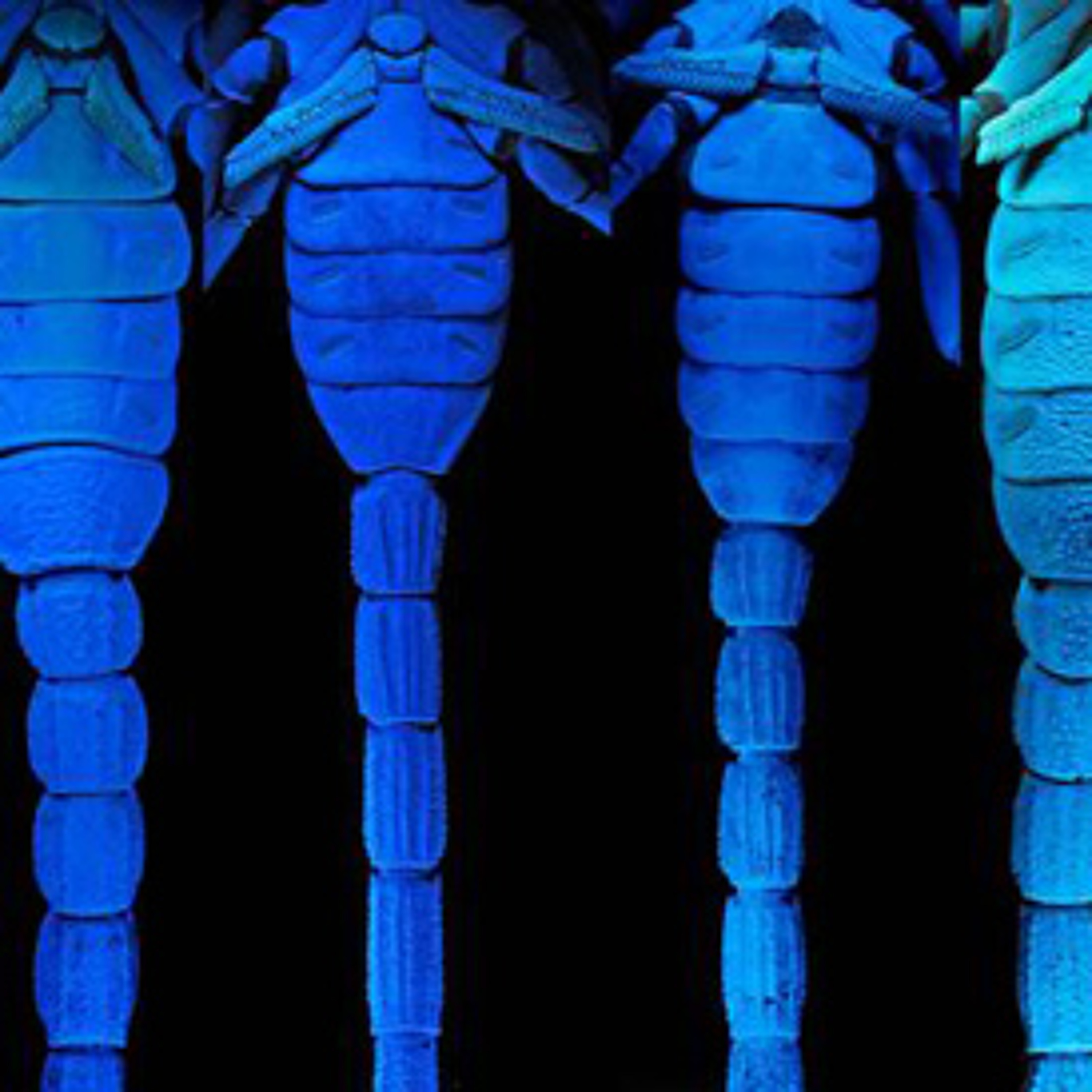 Art and Evidence: Scientific Images