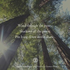 Haiku #170: Wind through the pines, / Shadows of the pines; / I'm lying down in the shade.