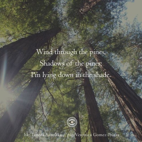Haiku #170: Wind through the pines, / Shadows of the pines; / I'm lying down in the shade.