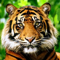 The Papi Ha - Demo Version #1