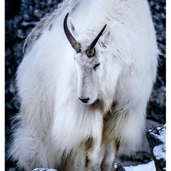 Spectral Songs - "The Faun"