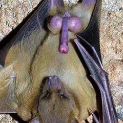 Bad Moon Rising - Punk Cover