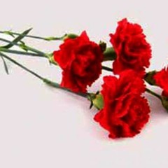 Ramiz Guliyev - Qərənfil (Carnation - Vasif Adigozalov)