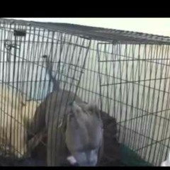 Kage Break ft. Sir T.wma