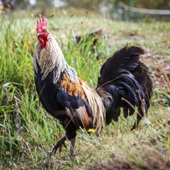 11-Eleven - Girls Are Talking - Planet Dallas Master