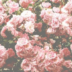 Rose Petals