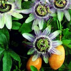 passionfruit.mp3