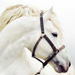 اسب سفید من