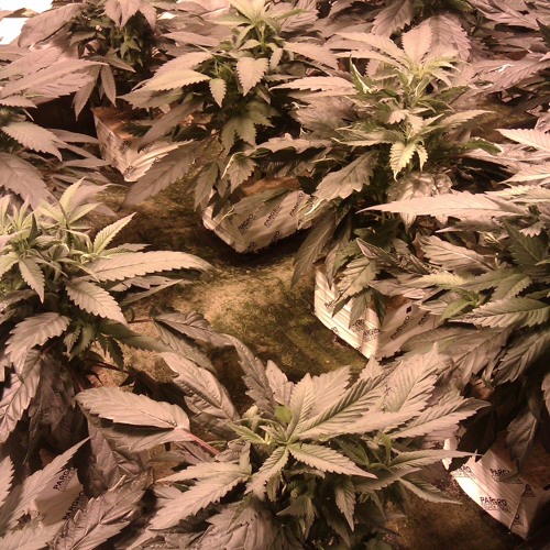 Stream Love Hate Demo. 1988.... My Sugar, Stoney River by JonELove ...