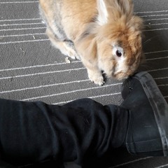 The red chevelle acoustic cover