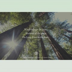 Spirit of the pines [Naviar Haiku170]