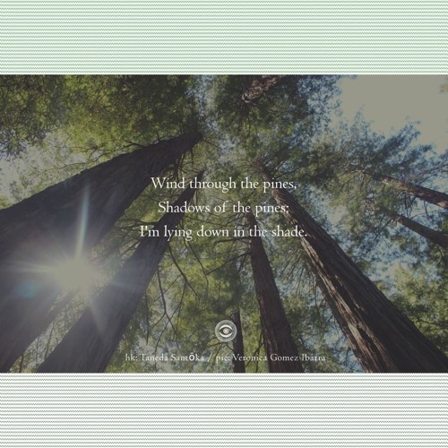 Spirit of the pines [Naviar Haiku170]