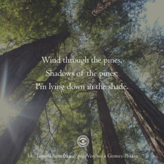 Wind through the pines (Naviarhaiku 170)