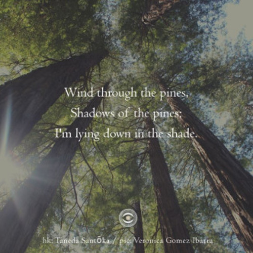 Wind through the pines (Naviarhaiku 170)